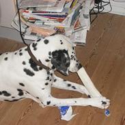Dalmatiner Perle R.I.P.