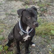 Amerikansk staffordshire terrier Coco