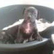 Amerikansk staffordshire terrier Coco