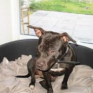 Amerikansk staffordshire terrier Coco