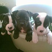 Amerikansk staffordshire terrier Coco