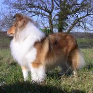 Shetland sheepdog Sonja