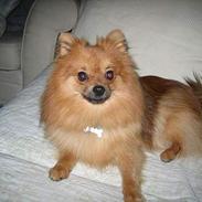 Pomeranian bobbie