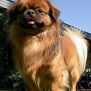Tibetansk spaniel Sommerlyst´s Don Cimba Zu