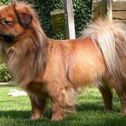 Tibetansk spaniel Sommerlyst´s Don Cimba Zu