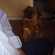 Tibetansk spaniel Sommerlyst´s Don Cimba Zu