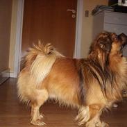 Tibetansk spaniel Sommerlyst´s Don Cimba Zu