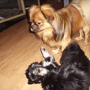 Tibetansk spaniel Sommerlyst´s Don Cimba Zu