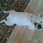 Engelsk bulldog Mathilde