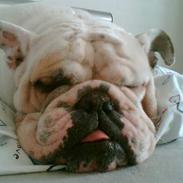 Engelsk bulldog Mathilde