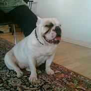 Engelsk bulldog Mathilde