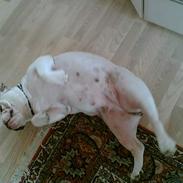 Engelsk bulldog Mathilde