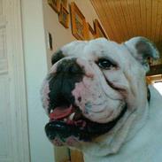 Engelsk bulldog Mathilde
