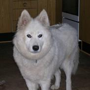 Samojedhund Zarina