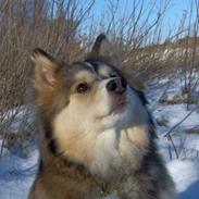 Finsk lapphund Malou