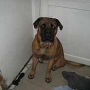 Bullmastiff Holger R.I.P.