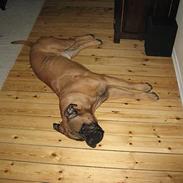 Bullmastiff Holger R.I.P.