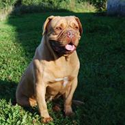 Dogue de bordeaux Desteny