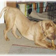 Dogue de bordeaux Desteny