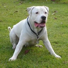 Amerikansk bulldog VBA´s Chester 