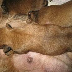 Griffon bruxellois Eigil