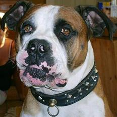 Amerikansk bulldog Samson