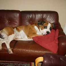 Amerikansk bulldog Samson