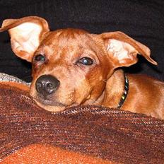 Dvaergpinscher Suzzie -R.I.P