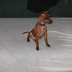 Dvaergpinscher Suzzie -R.I.P