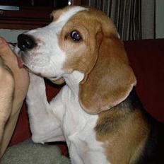 Beagle Otto