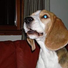 Beagle Otto