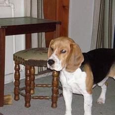 Beagle Anders