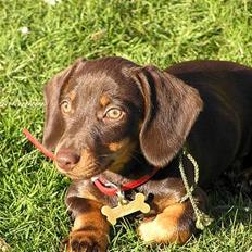 Gravhund Tulle