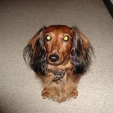 Gravhund Micky