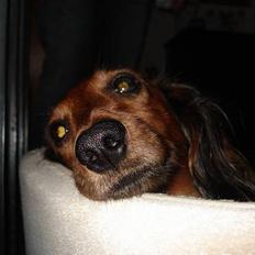 Gravhund Micky