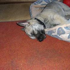 Cairn terrier Tjavs