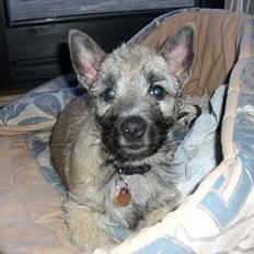 Cairn terrier Tjavs