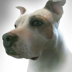 Amerikansk staffordshire terrier Two-Face