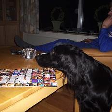 Flat coated retriever belli DøD