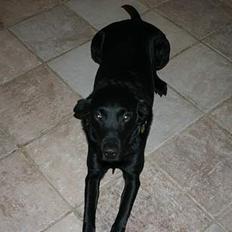 Labrador retriever Silas * R.I.P. *