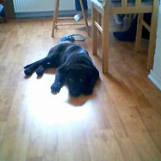 Blanding af racer Bamse