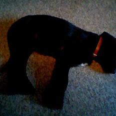 Blanding af racer Bamse