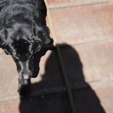 Labrador retriever Ninka