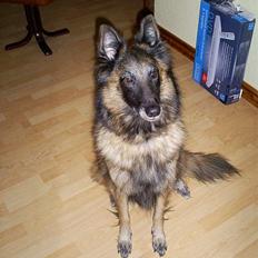 Belgisk hyrdehund Centa - R.I.P.