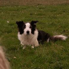 Border collie Andy (Canis) R.I.P