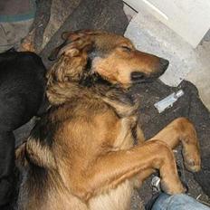 Blanding af racer Tyson