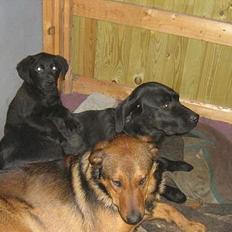 Blanding af racer Tyson