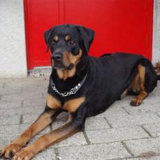 Blanding af racer Pumba