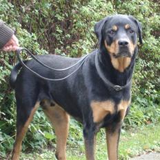 Blanding af racer Pumba