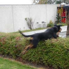 Blanding af racer Pumba